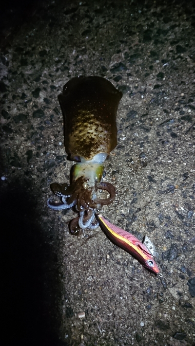 まだまだアオリ釣れてる！