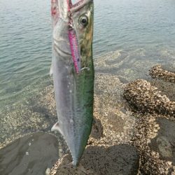 今日の釣果