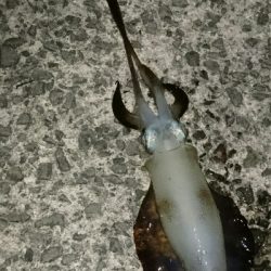 爆風の風裏エギング