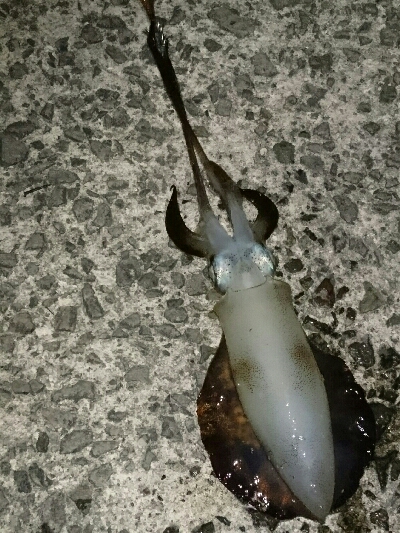 爆風の風裏エギング