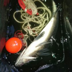 磯から夜ヒラスズキ狙いで、投げまくる。