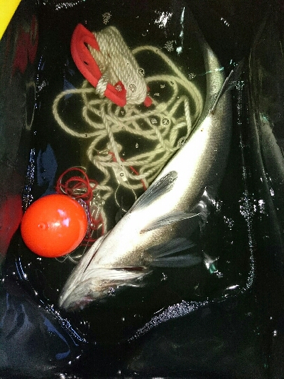 磯から夜ヒラスズキ狙いで、投げまくる。