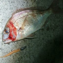 アジングコラボで、長潮でも20匹オーバー釣果。真鯛の子も。