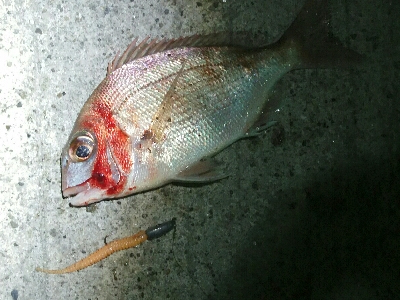 アジングコラボで、長潮でも20匹オーバー釣果。真鯛の子も。