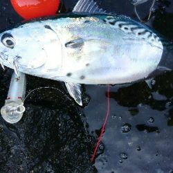 ショアジギング、鰹の王さまスマカツオ