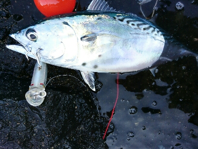 ショアジギング、鰹の王さまスマカツオ