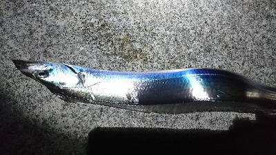 タチウオ 一匹…