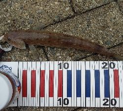 サゴシ狙いでしたが