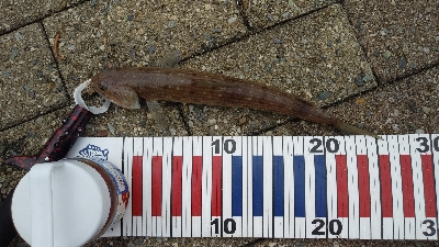 サゴシ狙いでしたが