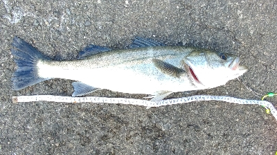 ハネとカワハギ