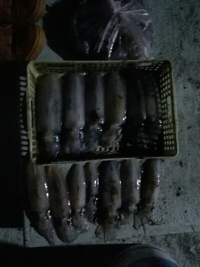 よーけ釣れました！