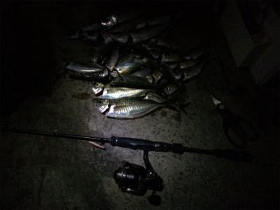 アジング良型交じり、ウキタチウオ