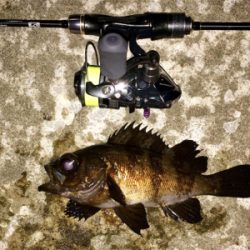 アジンガー1810〜1845 2000〜2105