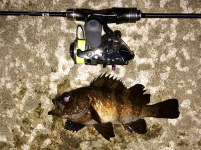 アジンガー1810〜1845 2000〜2…