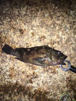 デカ！ガシラです。