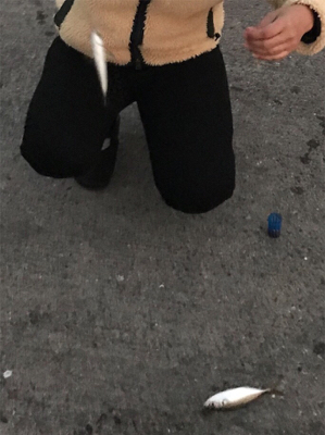 今日はシブいです。