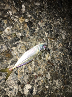 早朝ライトゲーム