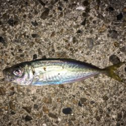 豆アジいっぱい