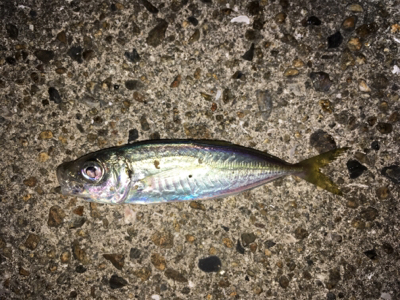 豆アジいっぱい