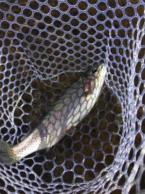 裾野フィッシングパーク釣行！