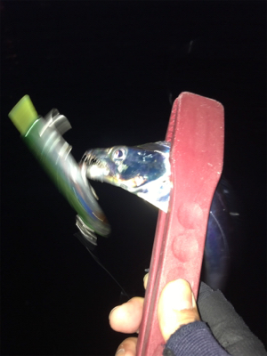 微妙…にタチウオ