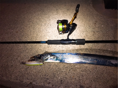 ただ巻きタチウオ