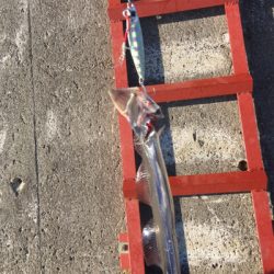 朝まづめショアジギング