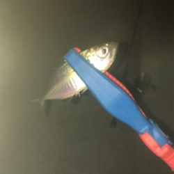 アジングでチニング