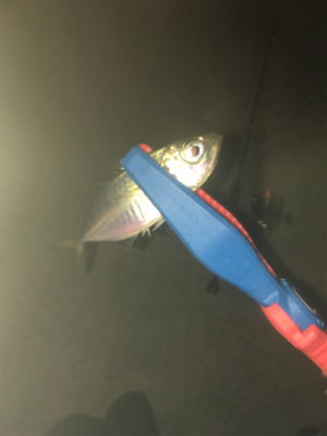 アジングでチニング