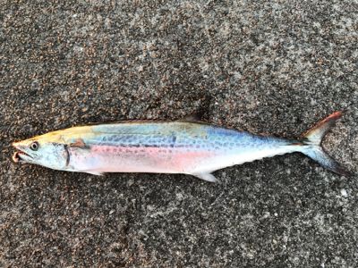 メジロが釣りたくて