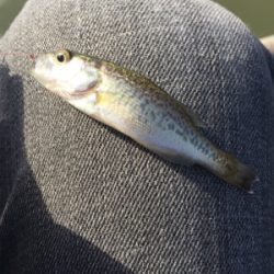 淀川タナゴ釣り