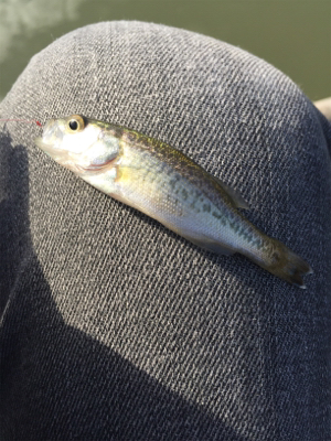 淀川タナゴ釣り