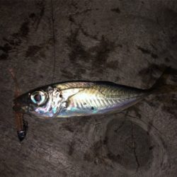 癒しの豆サイズ