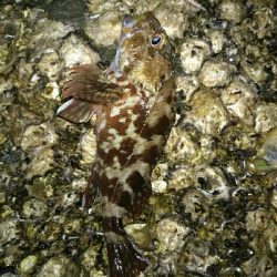 穴釣りフレンズ