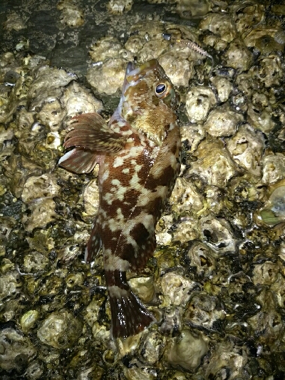 穴釣りフレンズ