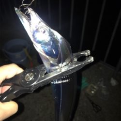 タチウオ餌釣り