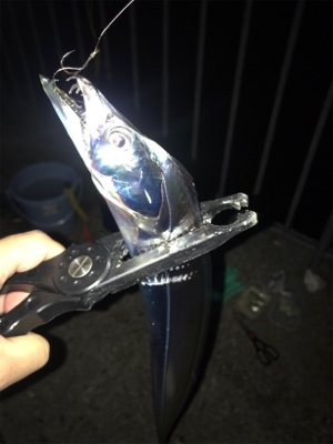 タチウオ餌釣り