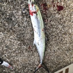 短時間でタチウオとサゴシ