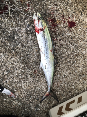 短時間でタチウオとサゴシ