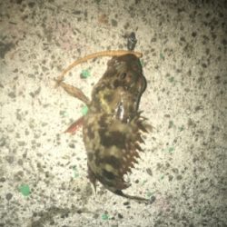 アジングでガシリング