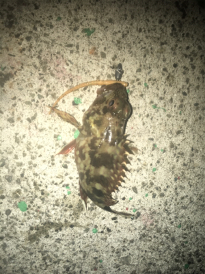 アジングでガシリング