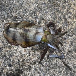 モーニングサービス