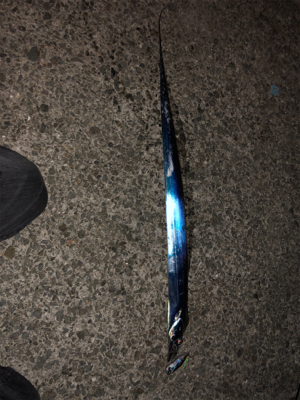 雨のせいで15分ほどしかできなかったけど釣…