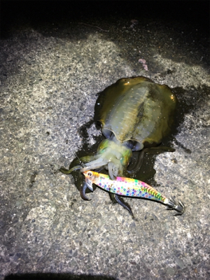 アオリちゃんとの勝負は引き分け？