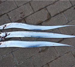 タチウオばかり