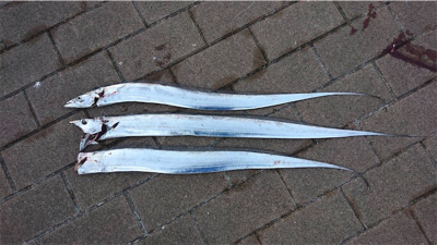 タチウオばかり