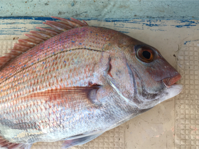 北〜南 ロングコース