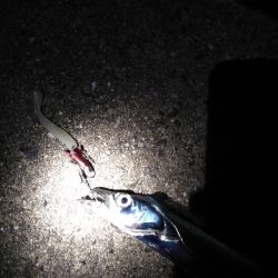 ドラゴン狙いがミニリュウだった