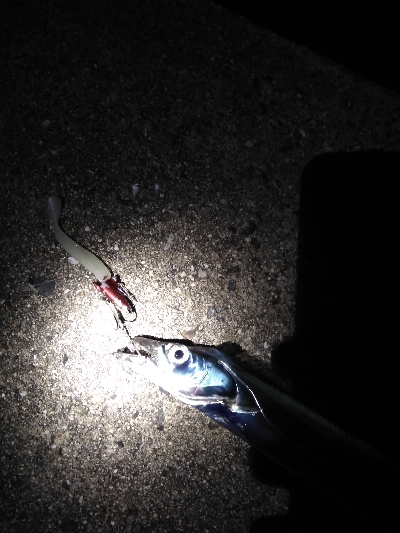 ドラゴン狙いがミニリュウだった