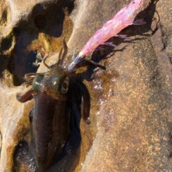 秋イカエギング